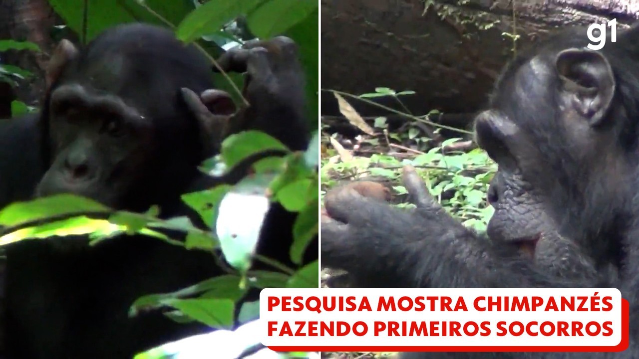 Chimpanzés são vistos fazendo primeiros socorros e pesquisadores descobrem plantas medicinais; VÍDEO | Meio Ambiente