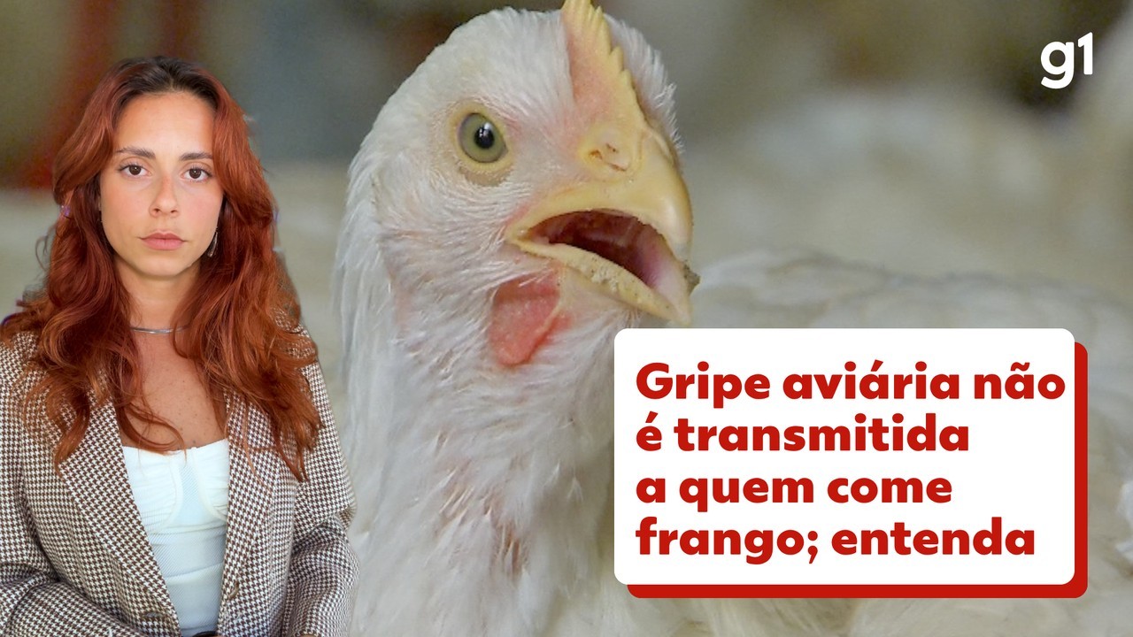 Chile e Uruguai também suspendem compra de frango do Brasil após caso de gripe aviária; veja lista de países | Agronegócios