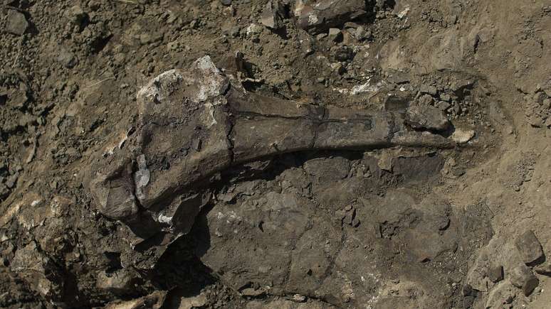 Um osso do quadril de um Paquirinossauro é uma das milhares de descobertas no riacho