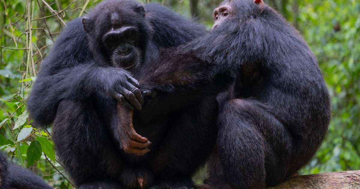 Chimpanzés selvagens são filmados usando ‘primeiros socorros da floresta’