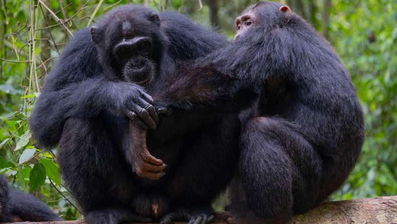 Chimpanzés usam plantas para tratar feridas neles mesmos e nos outros