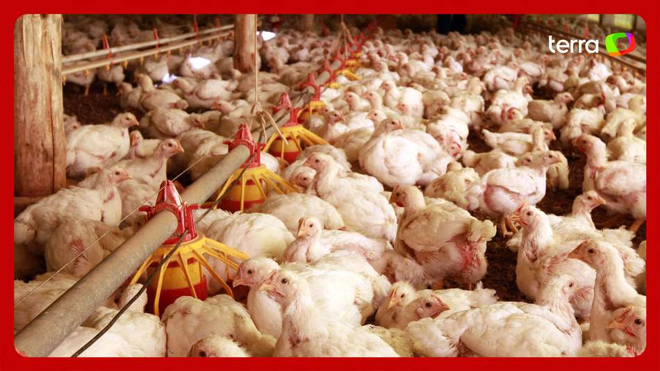 China, Argentina e União Europeia suspendem importação de carne de frango do Brasil